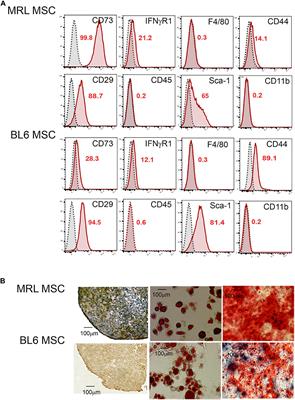 MANF Produced by MRL Mouse-Derived Mesenchymal Stem Cells Is Pro-regenerative and Protects From Osteoarthritis